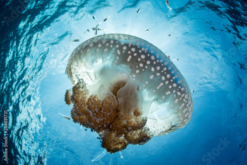 A beautiful jellyfish drifts in blue water as a swift current pushes it into open ocean in Indonesia. © ead72