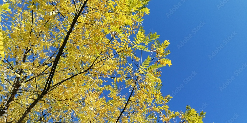 autumn leaves against blue sky