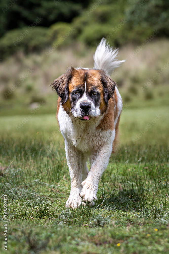 funny saint bernard dog stiching out his tongue in outdoor nature