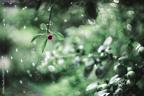 Abstract background of a summer garden during the rain. A lone cherry berry with leaves on a background of swirly bokeh. Artistic tinting, vintage manual focusing lens with soft focus .
