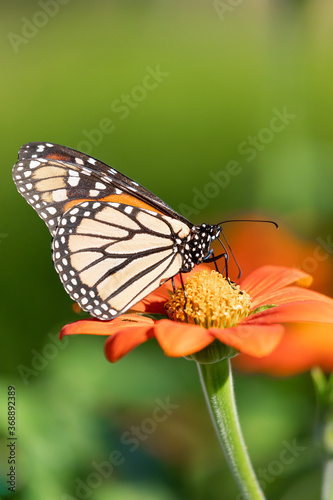 Monarch butterfly drawing nectar from red flower with yellow center in selective focus with green leaves in blurred background