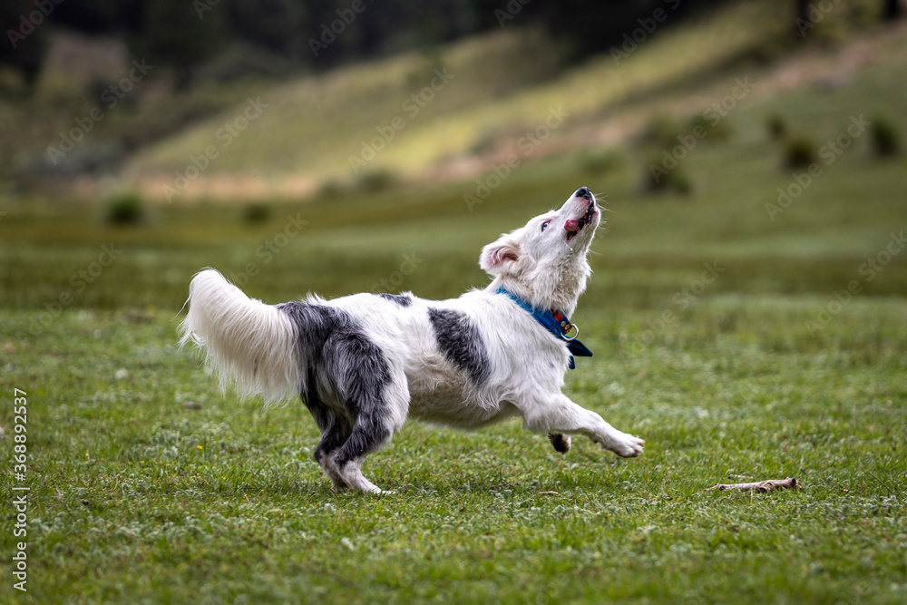funny Border Collie running to catch a toy in nature landscape