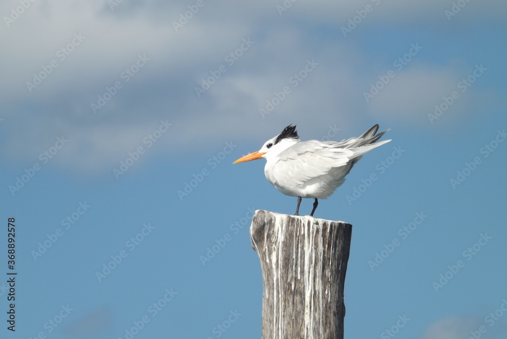 Mirando el horizonte del mar