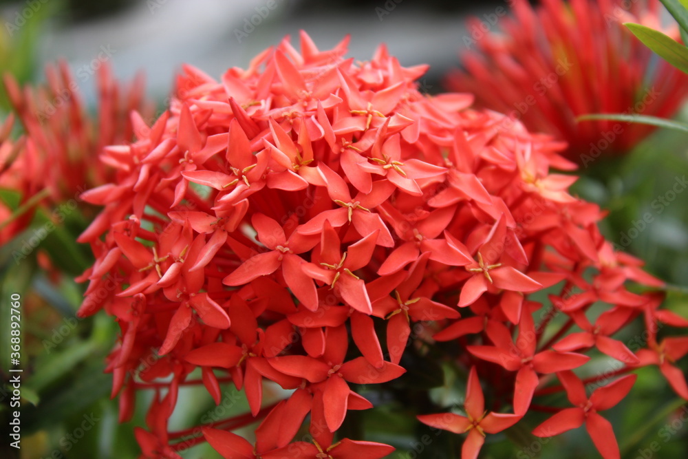 red and yellow flower