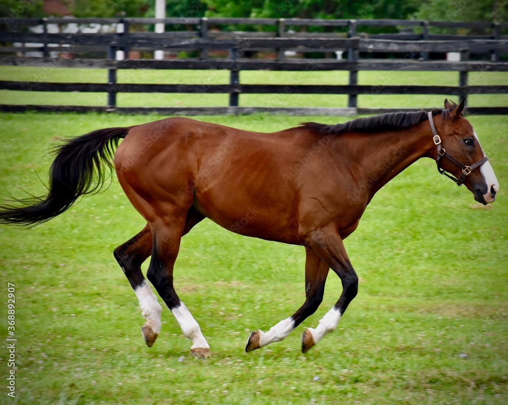 Fototapeta premium Horse Galloping in the Field
