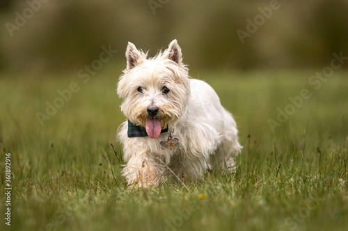 cute white West Highland terrier dog with blue bandana on green grass and blured background