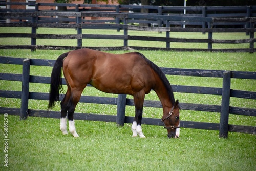Horse Grazing In The Pasture