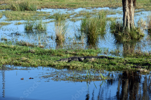 Large alligator in swap