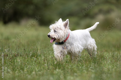 happy white West Highland terrier dog with blue bandana on green grass and blured background