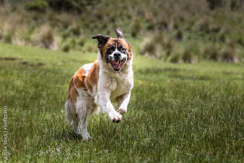 happy saint bernard breed dog running on grass in natural environment with open mouth and flying ears happy saint bernard breed dog running on grass in natural environment with open mouth and flying ears