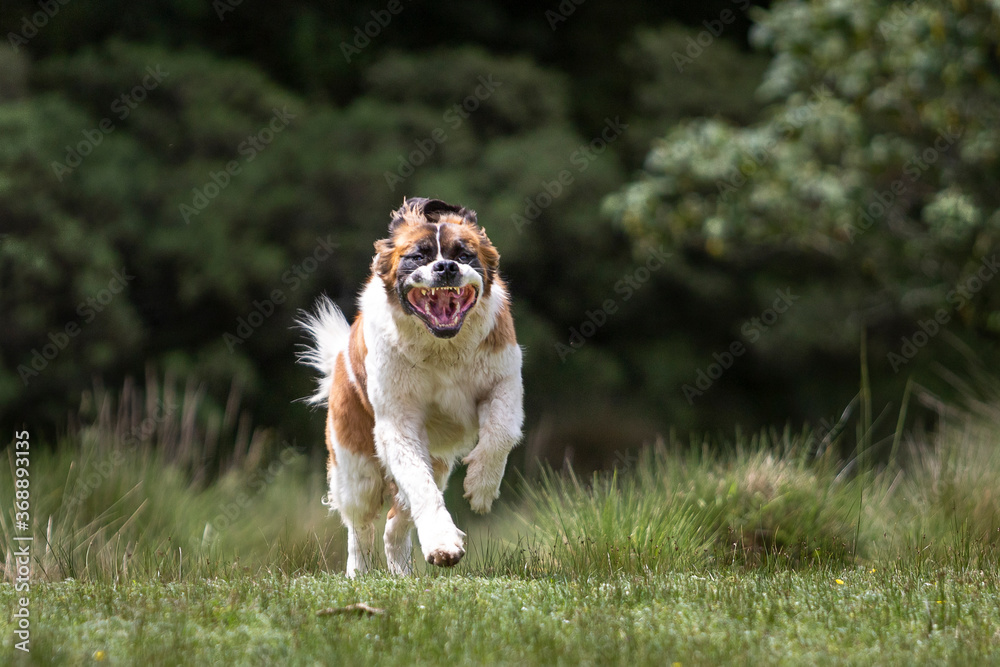 happy saint bernard breed dog running on grass in natural environment with open mouth and flying ears happy saint bernard breed dog running on grass in natural environment with open mouth and flying ears