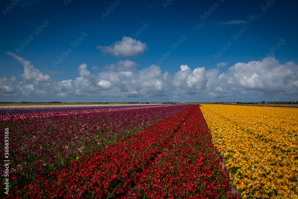 Blumenmeer Nordholland
