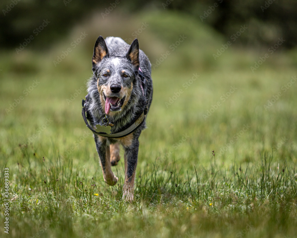 happy blue heeler or Australian cattle dog running with open mouth and pink tongue on green grass in nature happy blue heeler or Australian cattle dog running with open mouth and pink tongue on green grass in nature