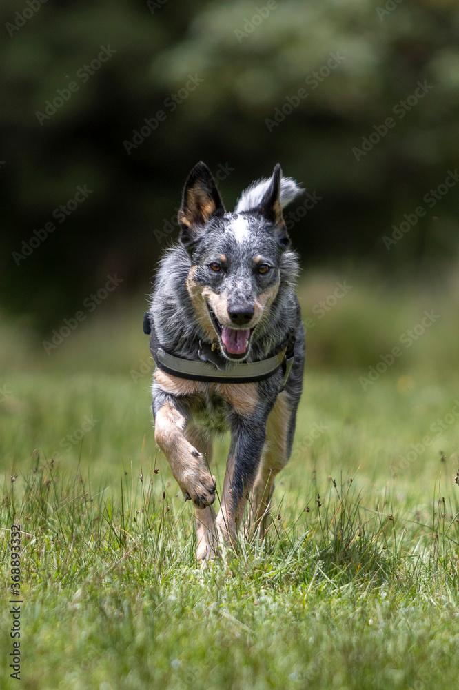 happy blue heeler or Australian cattle dog running with open mouth and pink tongue on green grass in nature