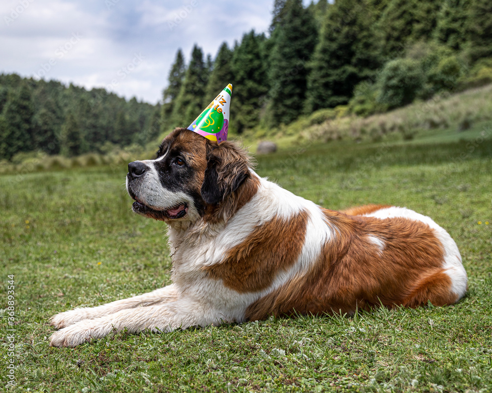 cute and happy saint bernard dog laying in the grass with colorful birthday cone hat on his big head surrounded by nature landscape