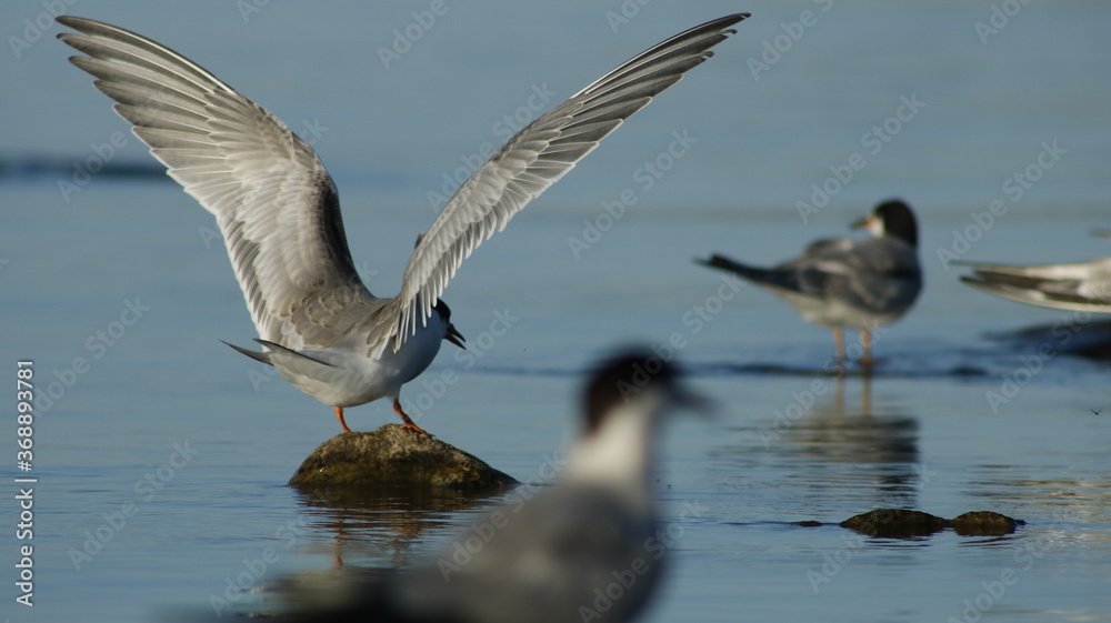 Fototapeta premium Bird landing on a rock.
