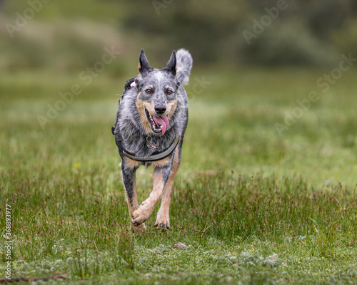 happy cute friendly blue heeler Australian Cattle dog purebreed walking over grass in natural environment
