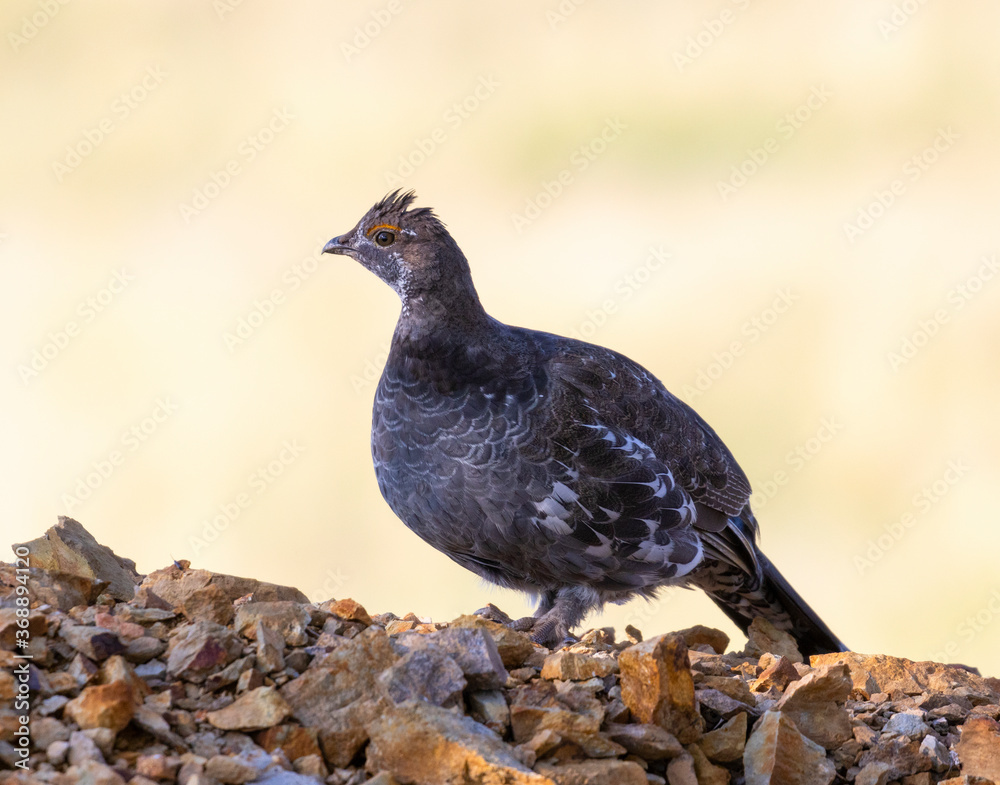 Obraz premium Grouse