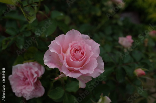 Light Pink Flower of Rose in Full Bloom 