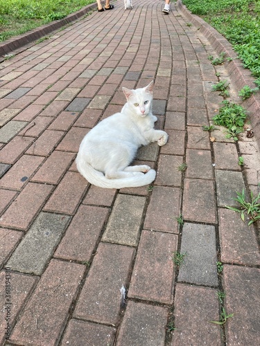 white cat on the road