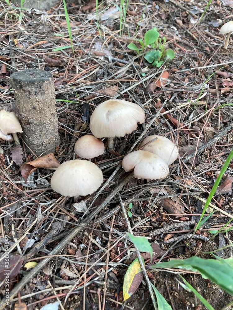 Fototapeta premium mushroom in the forest