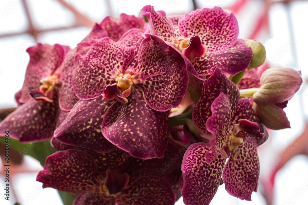Big red and yellow orchids of the philippines Big red and yellow orchids of the philippines