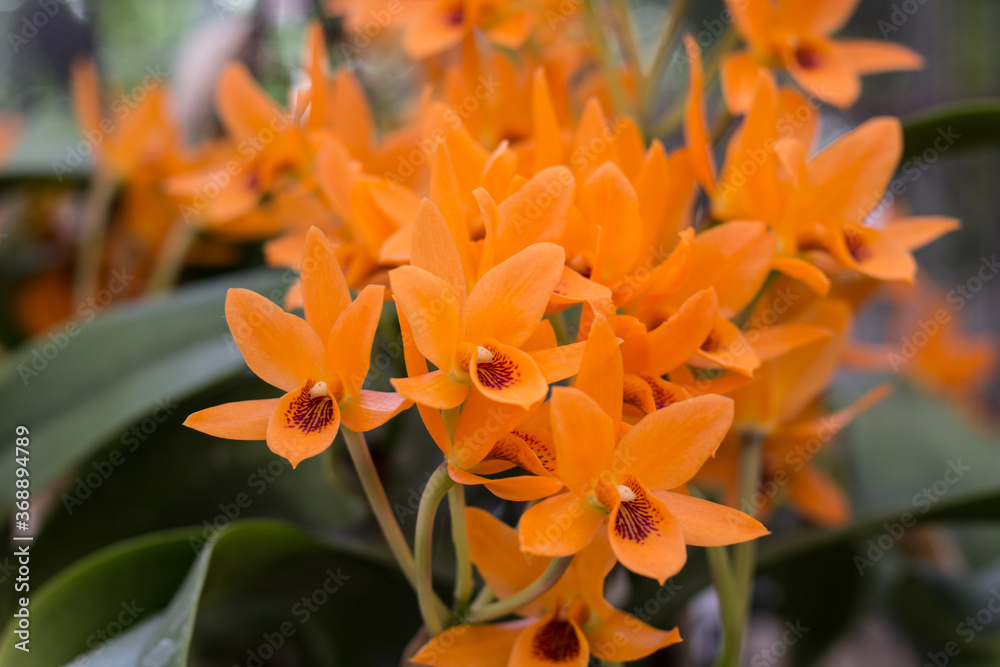 Orange moth orchids with bright blurry background Orange moth orchids with bright blurry background
