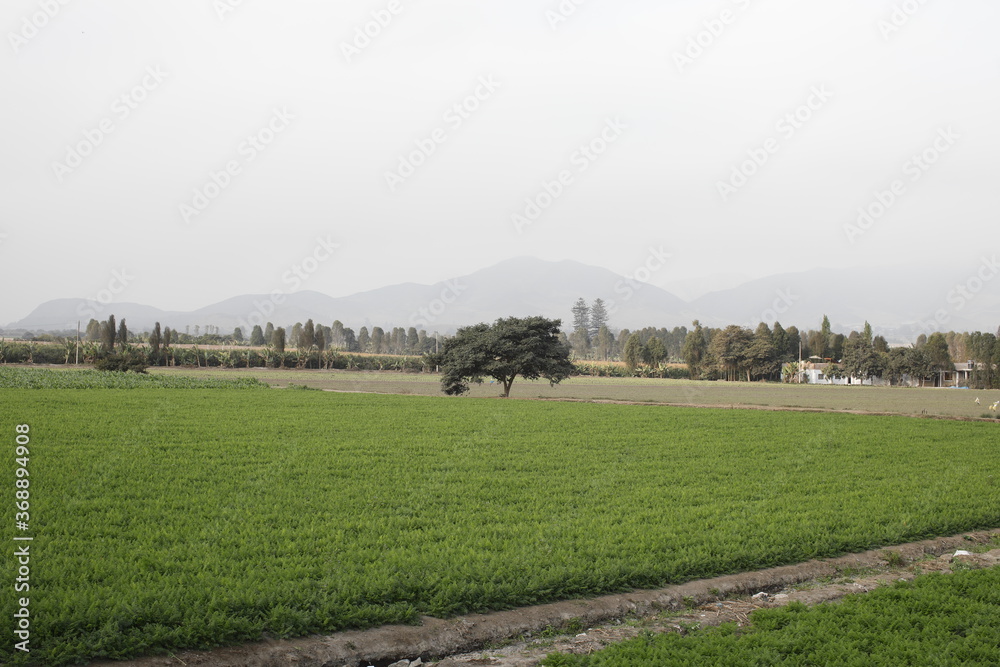 Campo verde con árbol en atardecer gris Campo verde con árbol en atardecer gris
