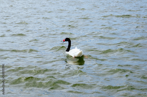 Swan at Lake Morton at city center of lakeland Florida 