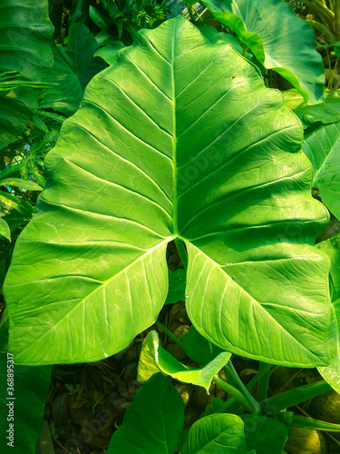 green taro leaves background (daun keladi), suitable for environment day background. photo