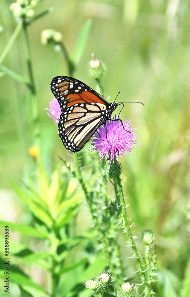 Monarch on Thistle
