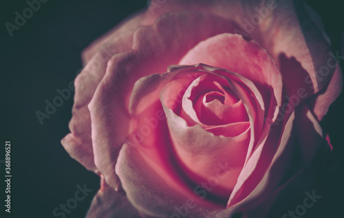 Beautiful Rose on Vintage style  nature background © joeycheung