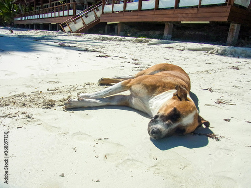 ビーチに寝そべる犬