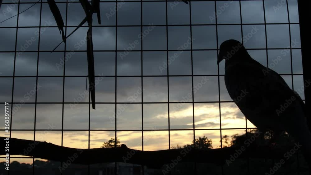 Pigeon resting on a tree branch inside a cage with the sunset as background. 4k