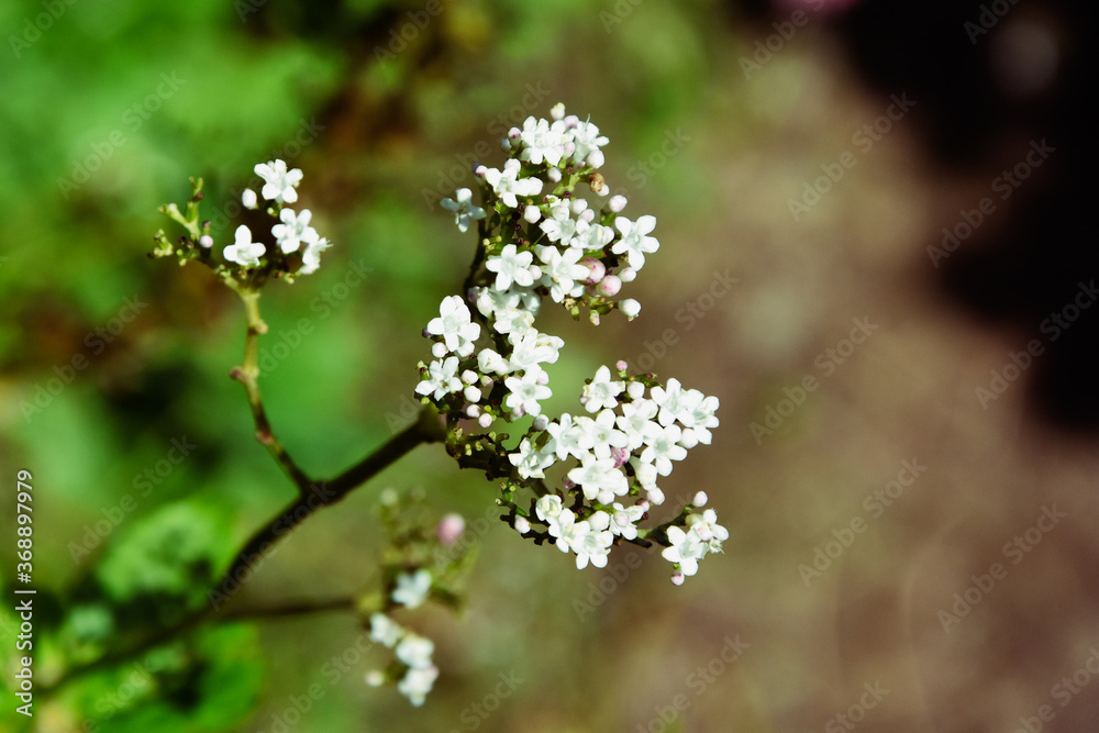 White flower on a background of green foliage. Mountainous Ossetia. Low depth of field. Background blurred White flower on a background of green foliage. Mountainous Ossetia. Low depth of field. Background blurred