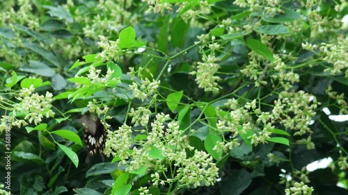 Butterfly Birdwing and flowers  in nature. photo