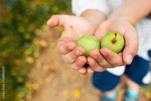Apple harvest, two small green apples in the hands of a farmer