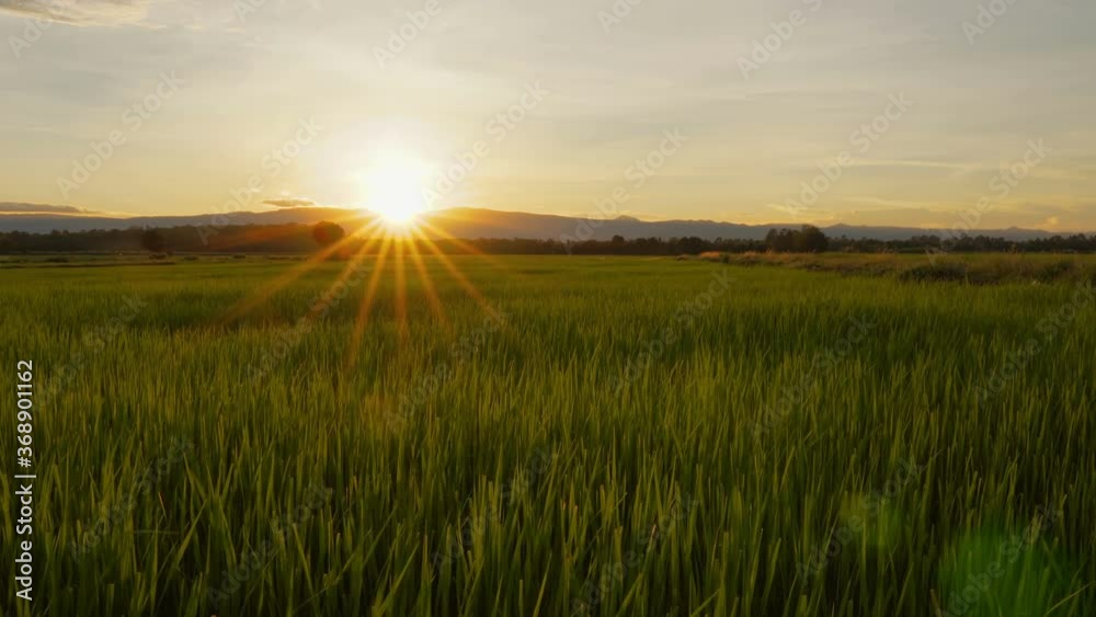 Landscape of wind blowing rice fields in the evening with sunset and sun shining at countryside Thailand, crane shot Landscape of wind blowing rice fields in the evening with sunset and sun shining at countryside Thailand, crane shot