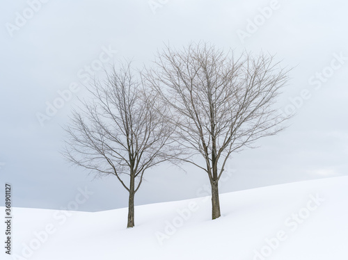 北海道 雪 ２本の木