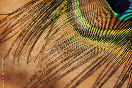 peacock feather detail