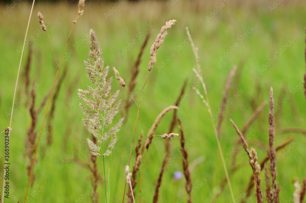 field grass a large pale in the countryside field grass a large pale in the countryside