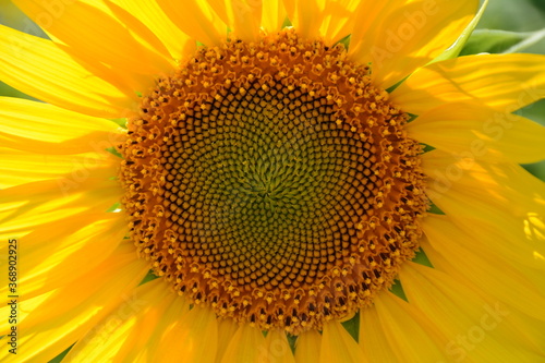 A sunflower inflorescence brightly lit by the sun.