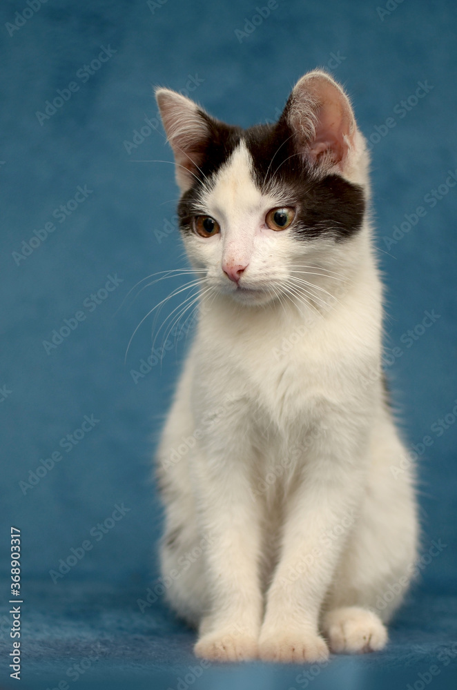 spotted black and white kitten on a blue background