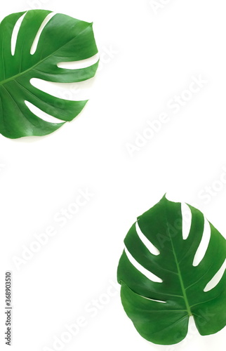 green monstera leaves pattern frame isolated on a white background. top view.copy space.