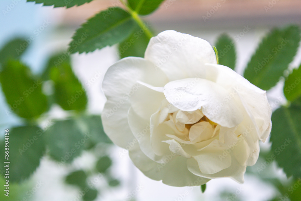 White Dogrose, Briar flower. Flowering rose hips of Briar eglantine canker-rose White Dogrose, Briar flower. Flowering rose hips of Briar eglantine canker-rose