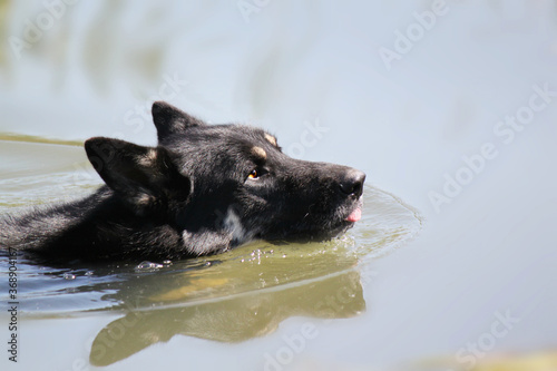 black dog in water