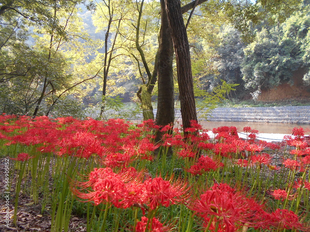 満開の曼珠沙華