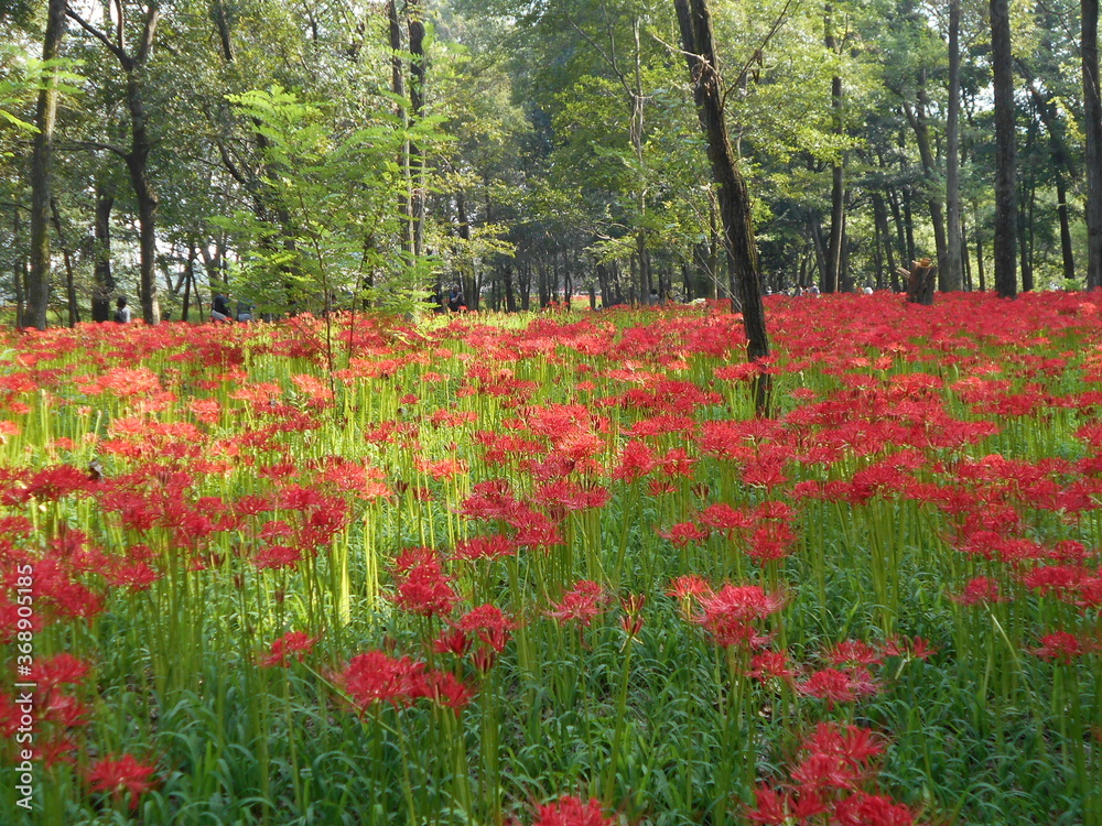 満開の曼珠沙華