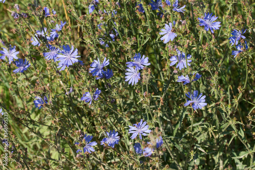 Common chicory blue flowers closeup selective focus