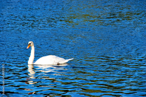 swan on the lake